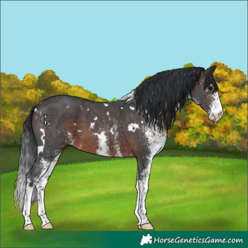 Horse Color:White Spotted Brown 