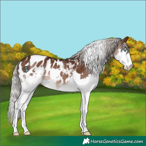 Horse Color:Silver Brown Splash Tobiano Appaloosa