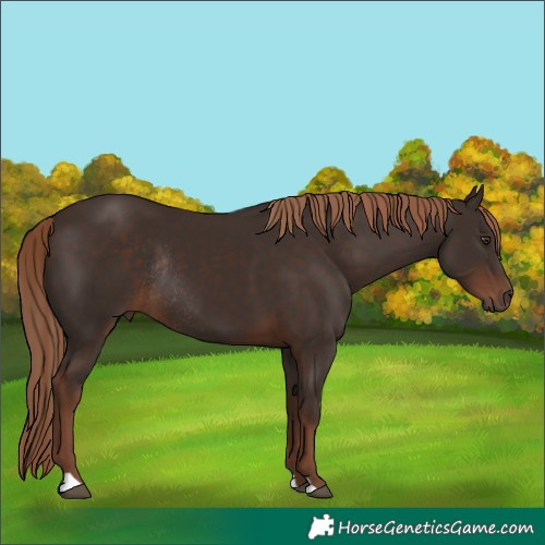 Horse Color:Liver Chestnut Rabicano