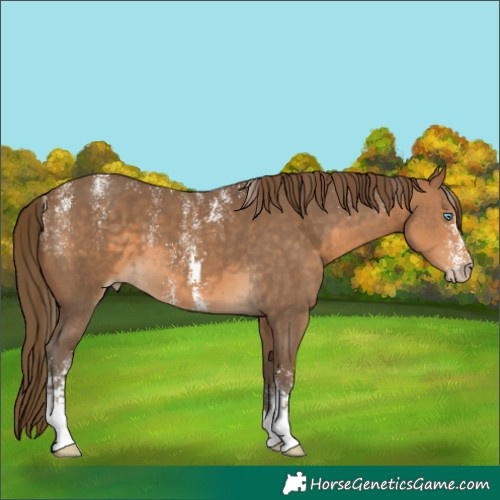 Horse Color:Powder White Gray Perlino Sabino 