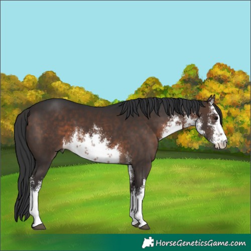 Horse Color:White Spotted Brown