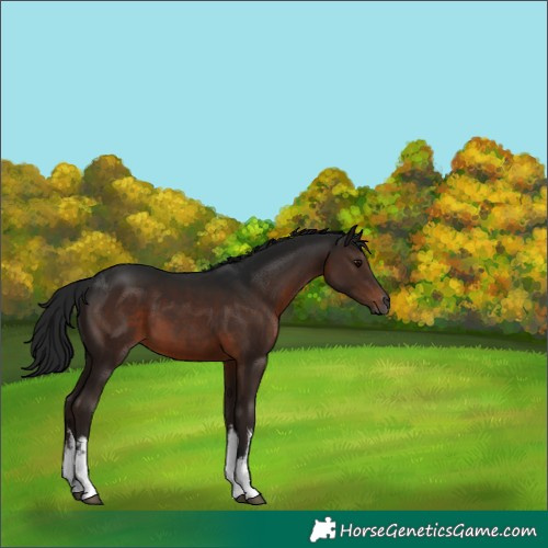 Horse Color:Gray White Spotted Brown