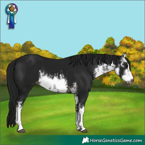 Horse Color:Gray White Spotted Brown