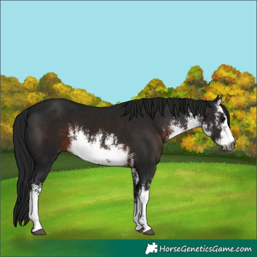 Horse Color:Gray White Spotted Brown 
