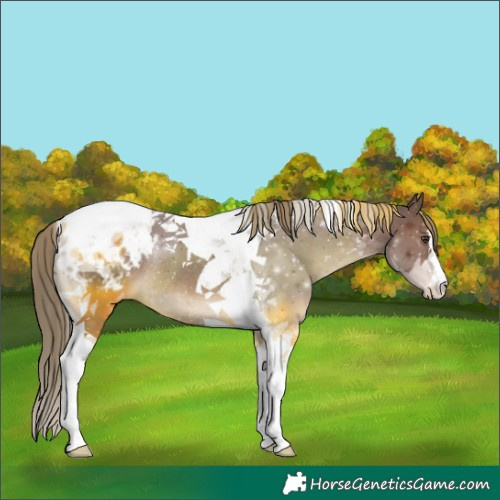 Horse Color:Liver Chestnut Tobiano Appaloosa Rabicano 