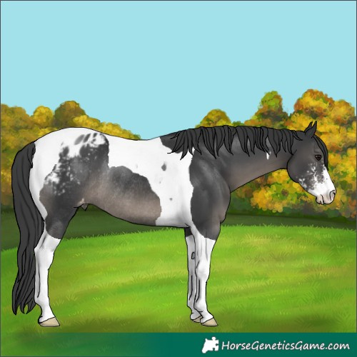 Horse Color:Black Sabino Tobiano Blanket Rabicano