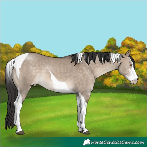 Horse Color:Brown Dun Sabino Tobiano Appaloosa