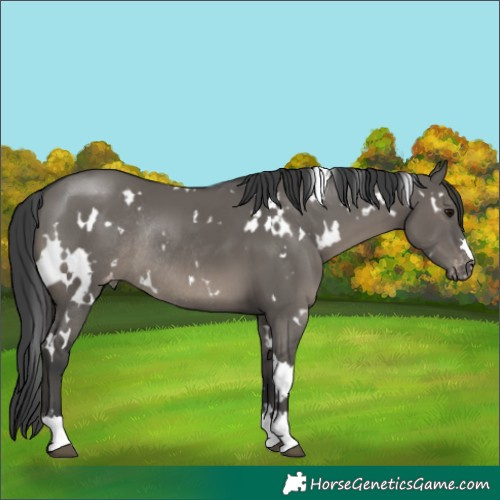 Horse Color:White Spotted Grullo Appaloosa Rabicano