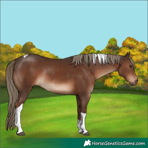 Horse Color:Liver Chestnut Tobiano Rabicano 