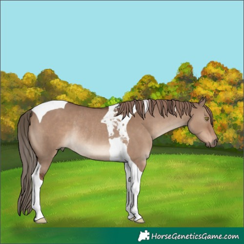 Horse Color:Liver Red Dun Tobiano Rabicano 