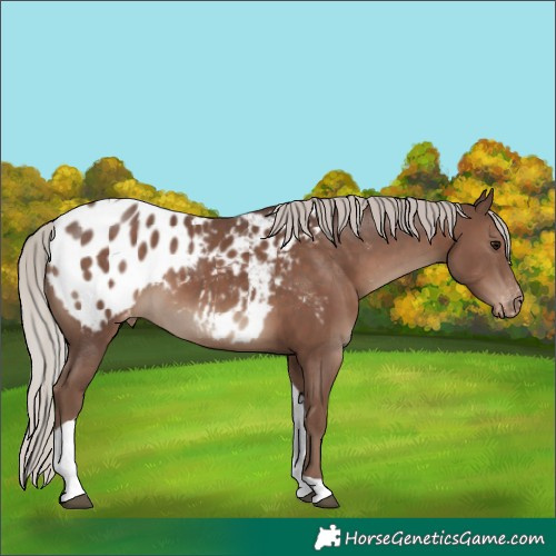 Horse Color:Silver Black Tobiano Appaloosa