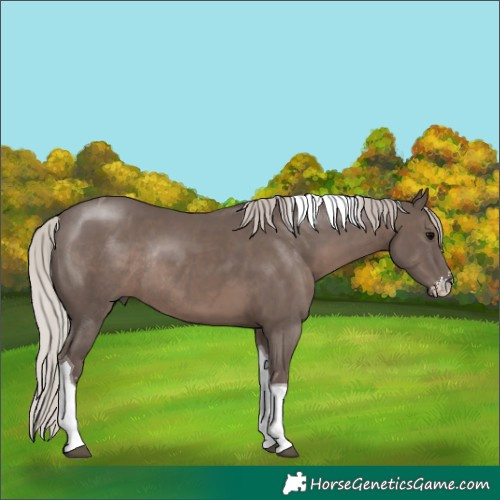 Horse Color:Silver Black Sabino Tobiano Rabicano 