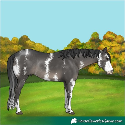 Horse Color:Black Sabino Rabicano 