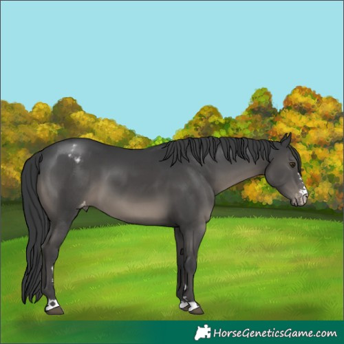 Horse Color:Black Appaloosa 