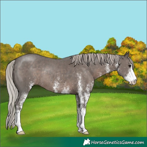 Horse Color:White Spotted Silver Black Rabicano 