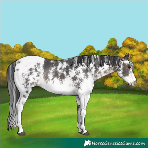 Horse Color:Brown Sabino Appaloosa Rabicano 