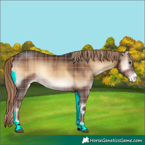 Horse Color:Plaid  Liver Red Onyx Appaloosa Rabicano 