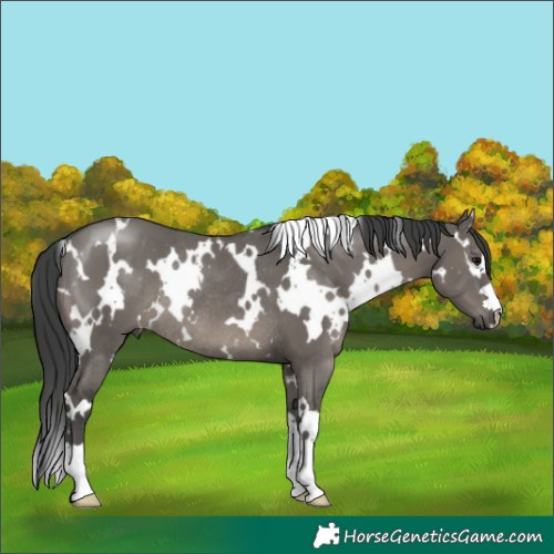 Horse Color:White Spotted Grullo Rabicano
