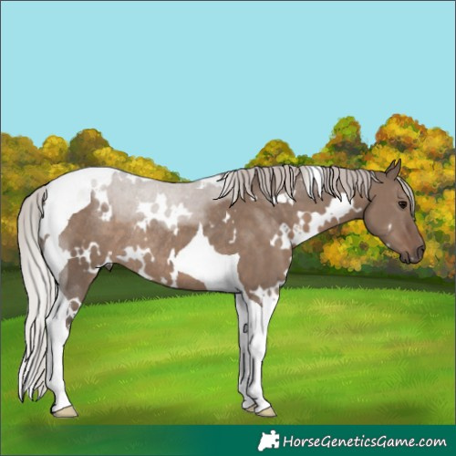 Horse Color:White Spotted Silver Grullo Tobiano Rabicano 