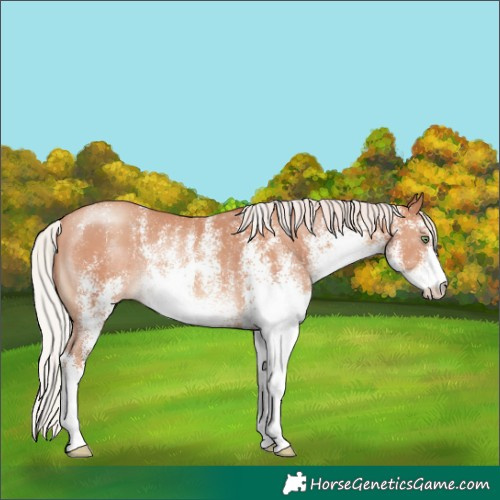 Horse Color:White Spotted Silver Amber Champagne