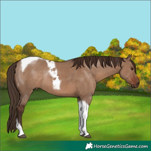 Horse Color:Liver Red Dun Tobiano Rabicano