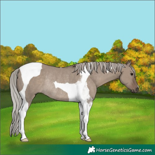 Horse Color:Silver Grullo Tobiano Rabicano