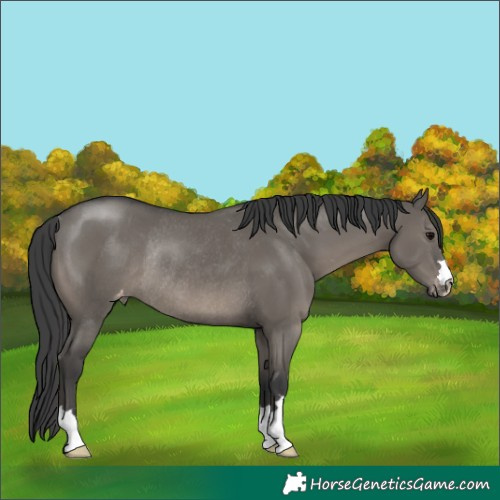 Horse Color:Grullo Appaloosa Rabicano