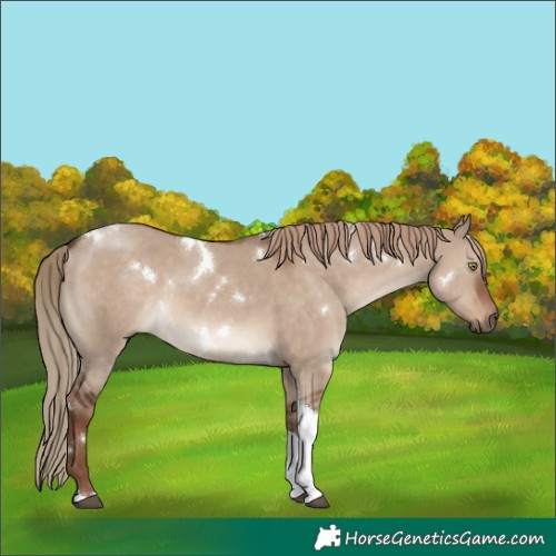 Horse Color:White Spotted Liver Red Dun Tobiano Rabicano