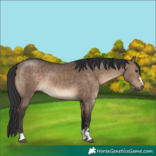 Horse Color:Brown Dun