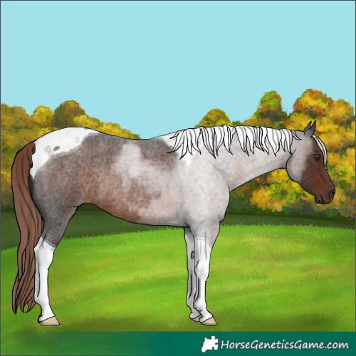 Horse Color:Liver Red Roan Tobiano Rabicano 