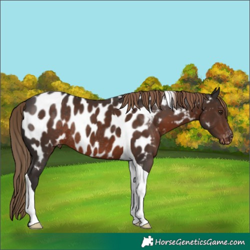 Horse Color:Liver Chestnut Tobiano Appaloosa Rabicano