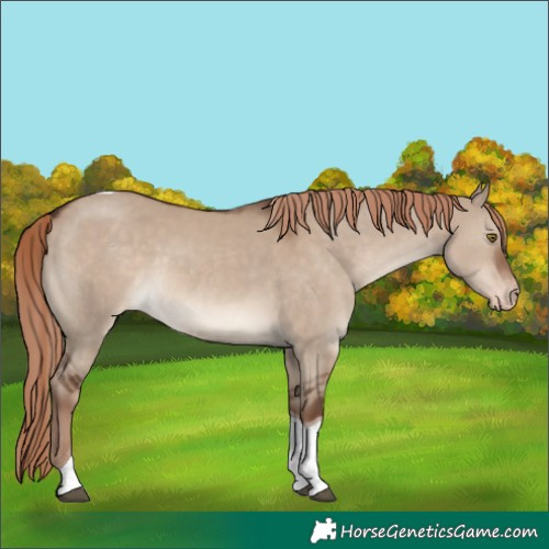 Horse Color:Liver Red Dun Tobiano Varnish