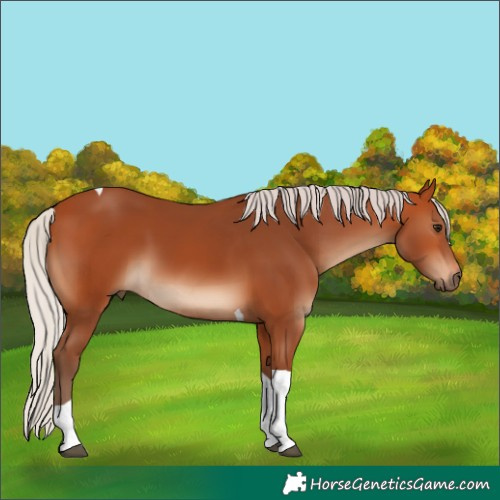 Horse Color:Silver Bay Tobiano