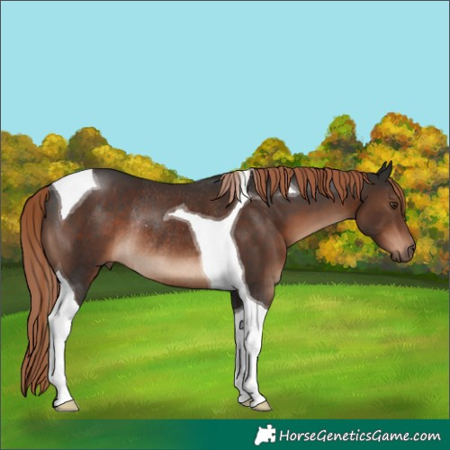 Horse Color:Liver Chestnut Tobiano Rabicano