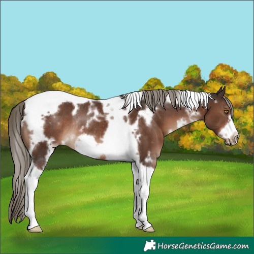 Horse Color:White Spotted Liver Chestnut Tobiano Frame Rabicano