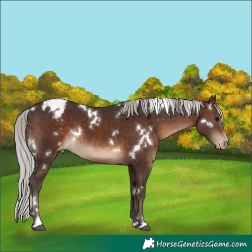 Horse Color:White Spotted Silver Brown Appaloosa Rabicano