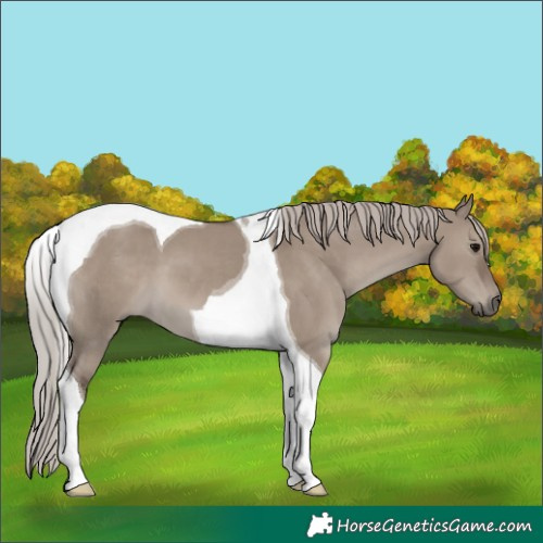 Horse Color:Silver Grullo Tobiano