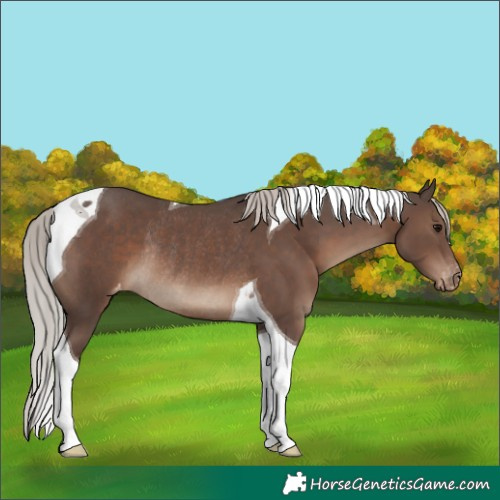 Horse Color:Silver Black Tobiano Appaloosa Rabicano 