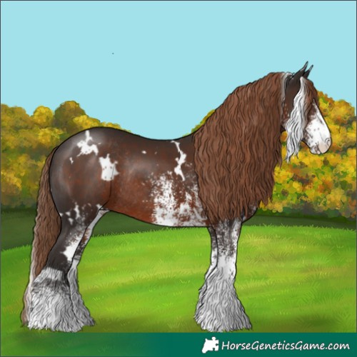 Horse Color:White Spotted Liver Chestnut Rabicano