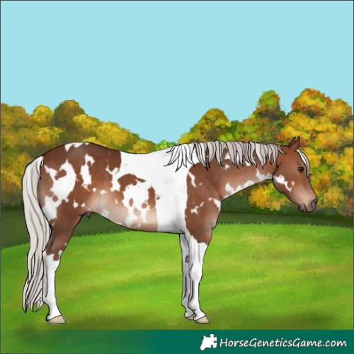 Horse Color:White Spotted Silver Brown Tobiano 