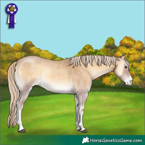 Horse Color:Palomino Roan Onyx Appaloosa 