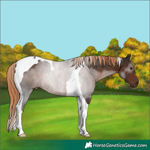 Horse Color:Liver Chestnut Tobiano Rabicano
