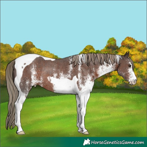 Horse Color:White Spotted Liver Chestnut Tobiano Rabicano 