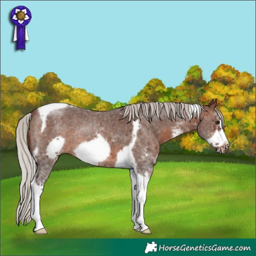 Horse Color:Silver Brown Sabino Tobiano Frame Rabicano 