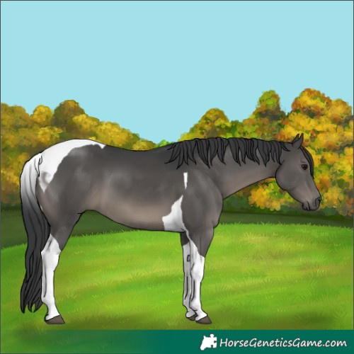 Horse Color:Black Tobiano 