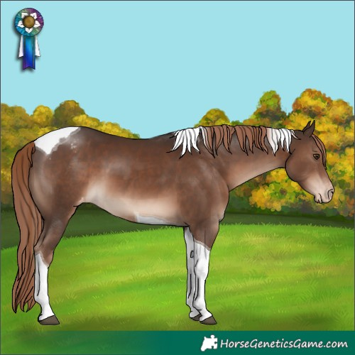 Horse Color:Liver Chestnut Tobiano Appaloosa