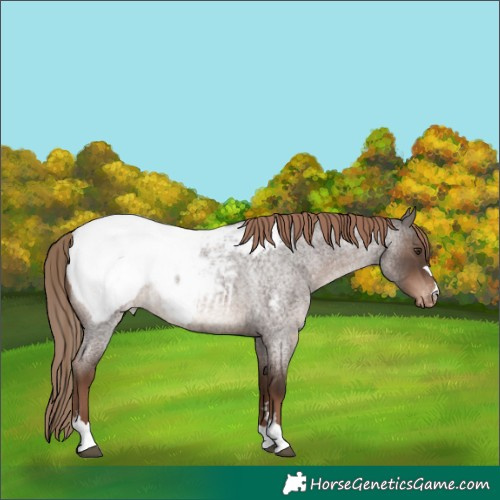 Horse Color:Liver Red Roan Appaloosa Rabicano