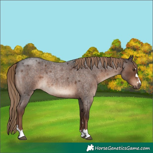 Horse Color:Liver Red Roan Rabicano 