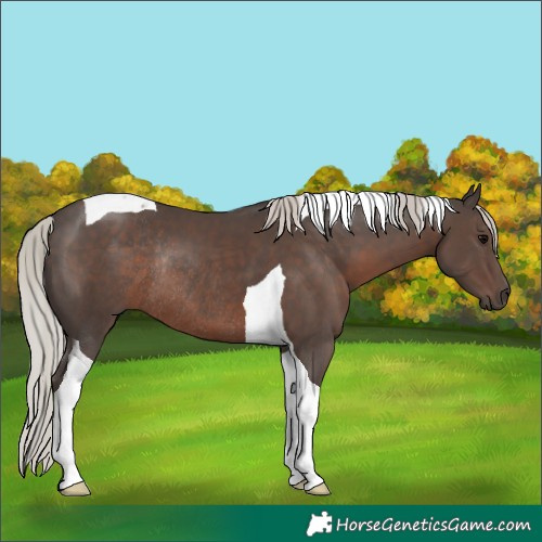 Horse Color:Silver Black Tobiano Rabicano 