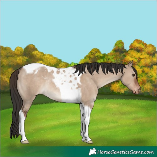 Horse Color:Liver Red Dun Tobiano Appaloosa Rabicano 